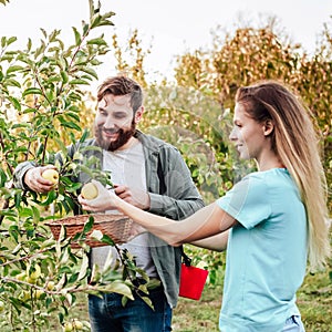 Young male and female farmer workers crop picking apples in orchard garden during autumn harvest. Happy Family couple woman man