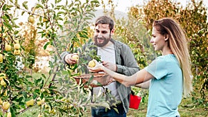 Young male and female farmer workers crop picking apples in orchard garden during autumn harvest. Happy Family couple