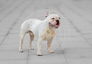 Young male french bulldog