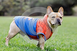 Young Male French Bulldog Dressed Up as Spider Man photo