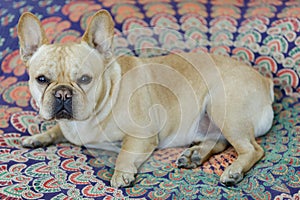 Young male Frenchie lying down in bed.