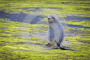 Young male fur seal resting on the beach at Whaler\'s Bay, Deception Island, South Shetlands, Antarctica