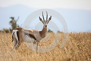 Young male Grant`s gazelle