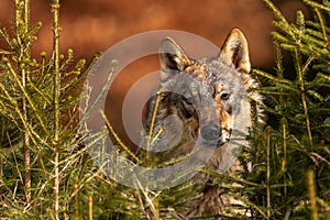 Young male gray wolf Canis lupus portrait of a head with a background of orange leaves