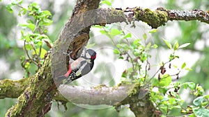 Young male great spotted woodpecker Dendrocopos major picking on trunk of apple tree in garden.mp4