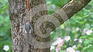 Young male great spotted woodpecker Dendrocopos major picking on trunk of apple tree in garden.mp4