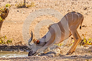 A young male greater kudu Tragelaphus strepsiceros drinking at the waterhole, Ongava Private Game Reserve  neighbour of Etosha