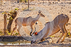 A young male greater kudu Tragelaphus strepsiceros drinking at the waterhole, Ongava Private Game Reserve  neighbour of Etosha