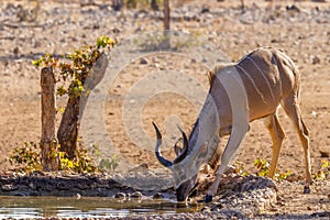 A young male greater kudu Tragelaphus strepsiceros drinking at the waterhole, Ongava Private Game Reserve  neighbour of Etosha