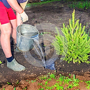 Young male hands are watering a planted young Christmas tree from a bucket.