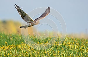 Young male Hen Harrier in flight over the flowering field