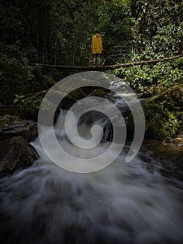 Young male hiker tourist on suspension bridge over river cascade in lush green forest at Cocora Valley Salento Colombia