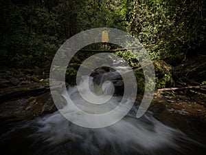 Young male hiker tourist on suspension bridge over river cascade in lush green forest at Cocora Valley Salento Colombia