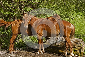 Young male horses closeup