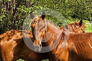 Young male horses closeup