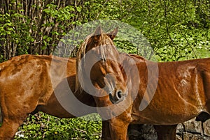 Young male horses closeup