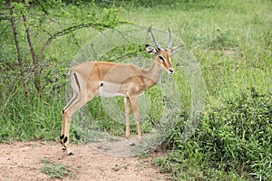 Young male Impala