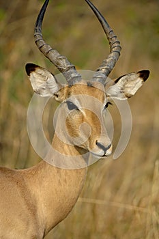 Young male Impala