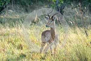 Young male impala antelope in grass on early morning