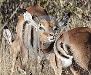 Young male Impala antelope stretches its snout to its tail