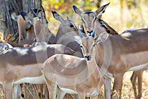 Young Male Impala with the herd