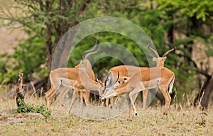 Young Male Impala sparring
