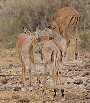 Young male impalas grooming and building societal bonds in the wild Meru National Park, Kenya