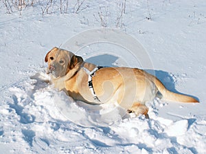 A young male labrador retriver dog playing in fresh snow