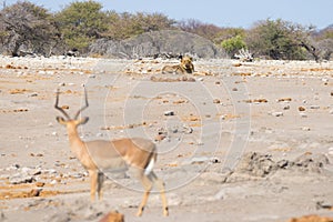 Young male lazy Lion lying down on the ground in the distance and looking at Impala, defocused in the foreground. Wildlife safari