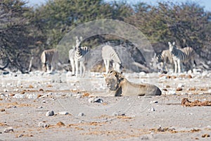 Young male lazy Lion lying down on the ground and looking at camera. Zebra defocused walking undisturbed in the background. Wild