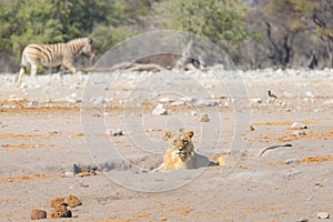 Young male lazy Lion lying down on the ground