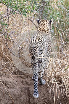 Young male leopard in Krueger National Park in South Africa