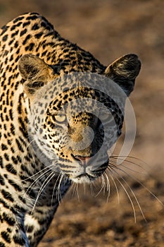 A young male leopard stalked towards us