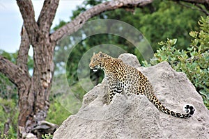 Young Male Leopard Surveying Savanna 