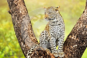 Young male leopard in tree. photo