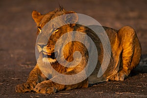 Young male lion with catchlight lying down photo