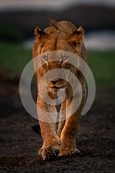 Young male lion with catchlights approaches camera