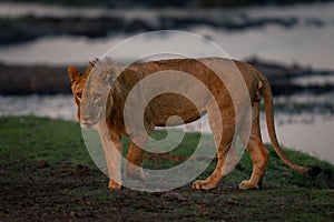 Young male lion with catchlights on riverbank