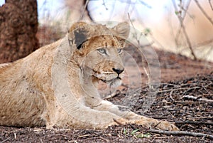 Young male lion cub