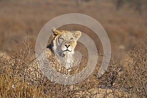 Young male Lion in the desert