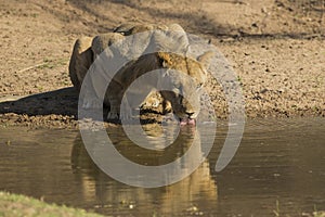 Young male Lion drinking