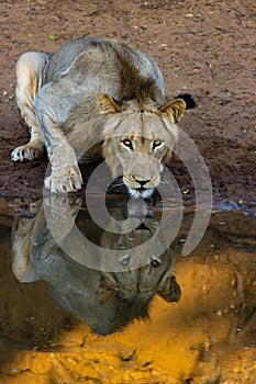 Young male lion drinking water.