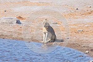 Young male Lion drinking from waterhole in daylight. Wildlife Safari in Etosha National Park, the main travel destination in Namib