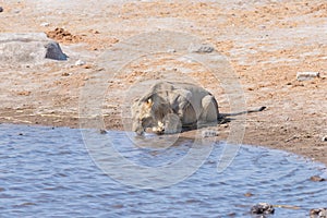 Young male Lion drinking from waterhole in daylight. Wildlife Safari in Etosha National Park, the main travel destination in Namib