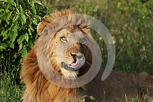 Young male lion face closeup in the african savannah.