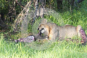 Young male lion feeding off a wildebeest