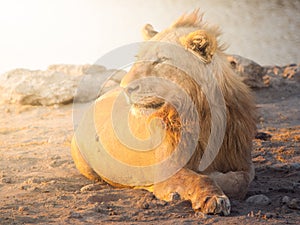 Young male lion having a rest on dusty ground at sunset time, Etosha National Park, Namibia, Africa