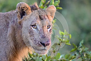 Young Male Lion in Kruger National Park