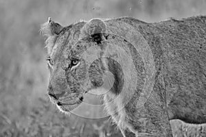 Young Male Lion in Kruger National Park