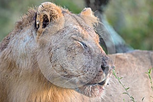 Young Male Lion in Kruger National Park